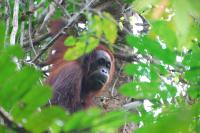 Orangutan (2 of 2)