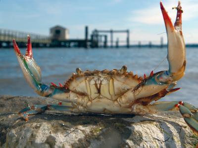 Blue Crab