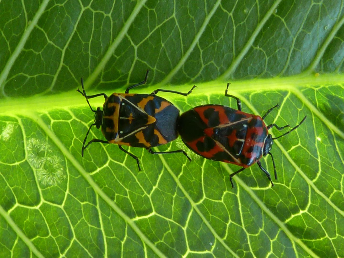 Discovery Can Help Farmers Combat Stink Bugs