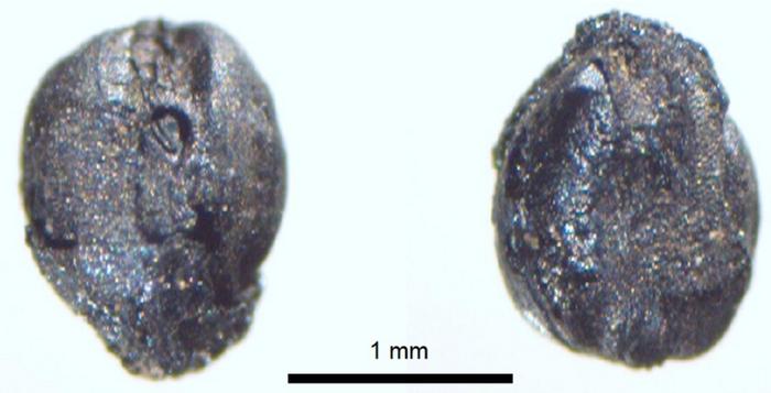 Carbonized foxtail millet seed identified from F6 in the Yumin site