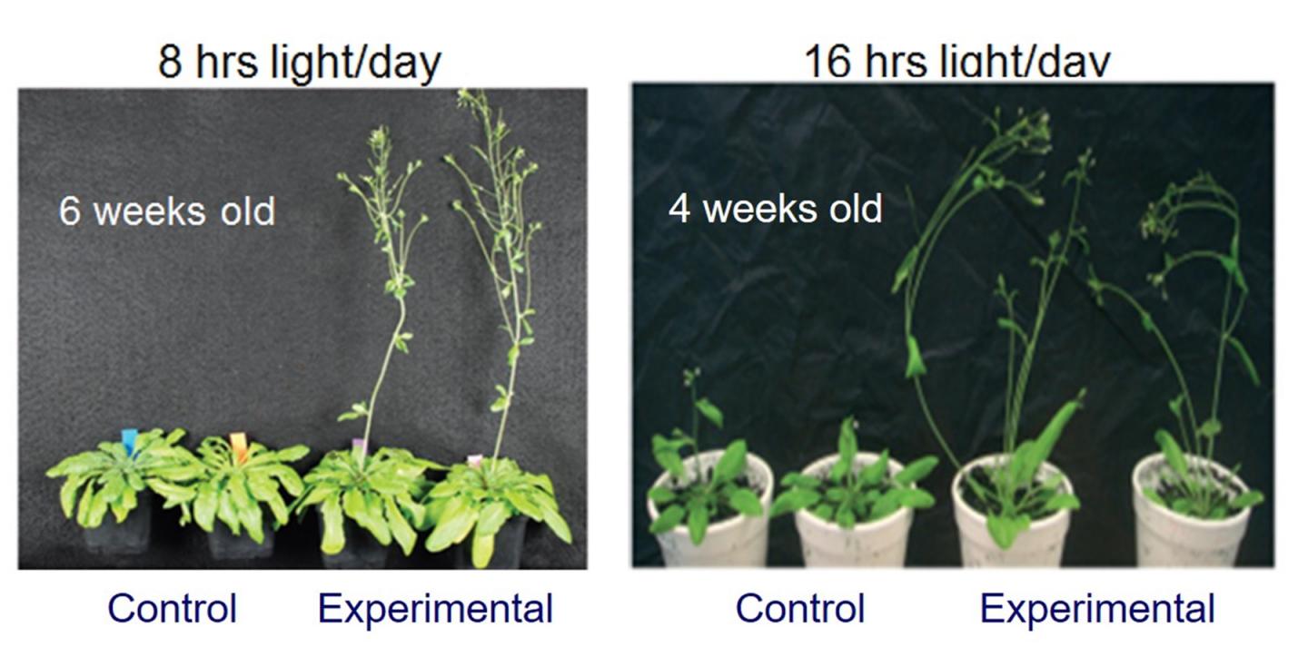 <em>Arabidopsis</em> Overexpressing AtPAP2