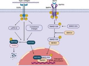 Proposed model for Regulation of BMP Activity by DDR2.