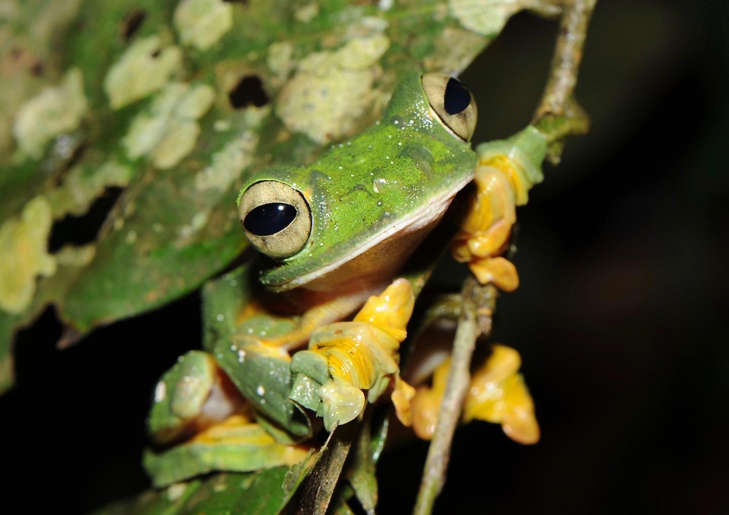 Even more amphibians are endangered than we t