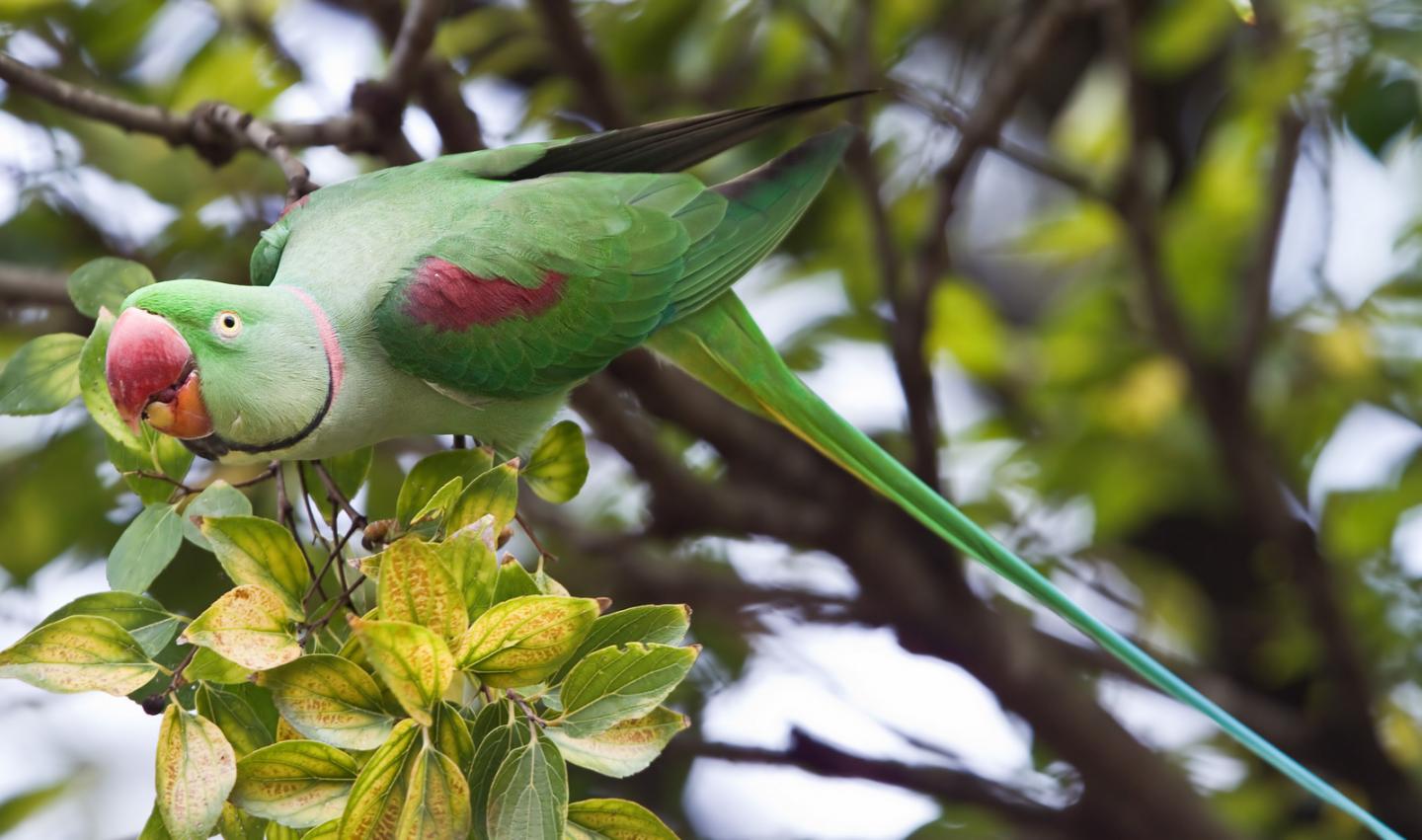 Alexandrine Parakeet (<i>Psittacula eupatria</i>)