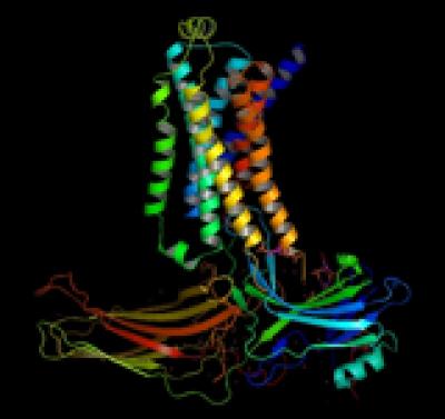A Structural Model of the Beta2 Adrenergic Receptor-arrestin Signaling Complex