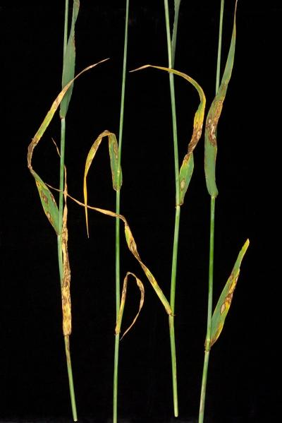 Rhynchosporium on Barley