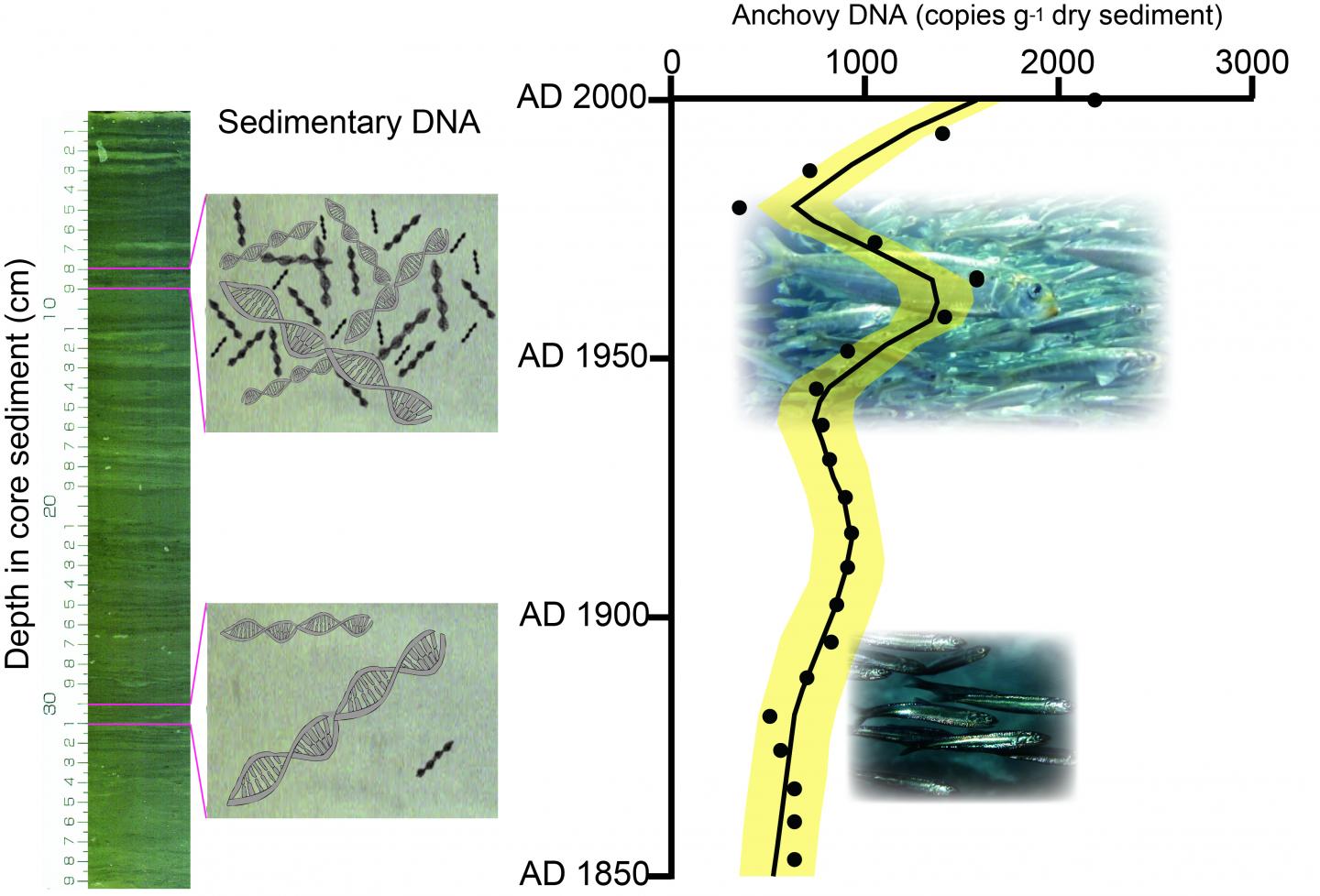 Image for sedimentary DNA analysis