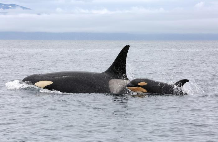 orcas 2