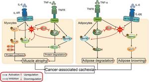 Schematic illustration of Z526's effects on cancer-associated cachexia.