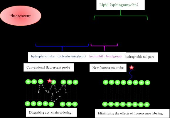 (Figure 1) Sphingomyelin