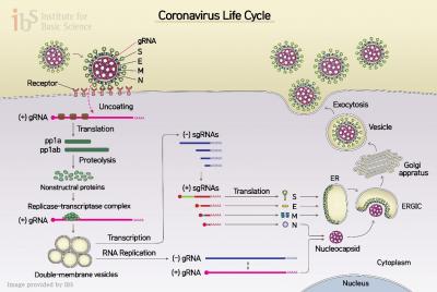 Figure 1 The life cycle of SARS-CoV-2