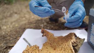 Extraction of cork samples