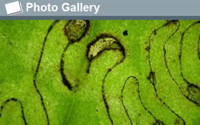 Pattern Created by a Leaf Miner Insect with the Words Photo Gallery