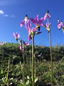 Shooting star native plant