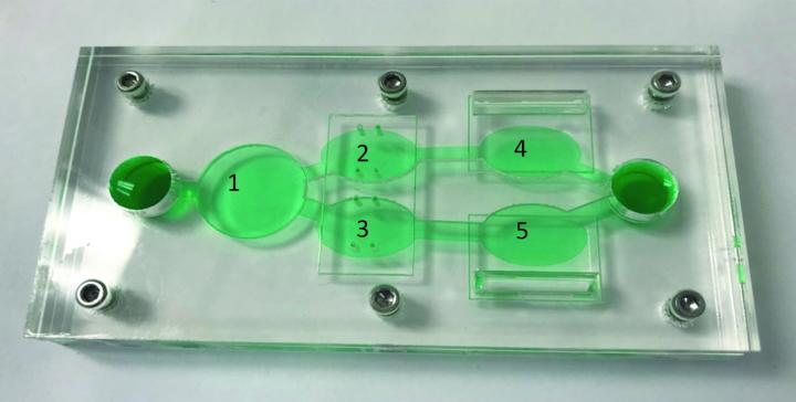 Reconfigurable Multi-Organ-on-a-Chip System Reliably Evaluates Chemotherapy Toxicity (1 of 5)