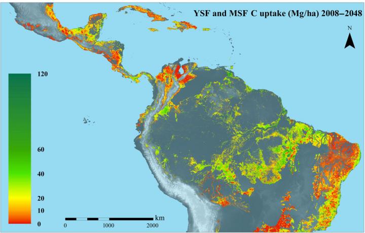 Secondary Forests Capture Substantial Amounts of Carbon