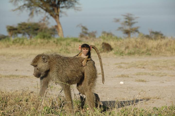 Rough Childhoods Have Ripple Effects for Wild Baboons
