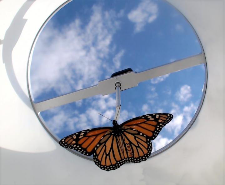 Monarch Butterfly in a Flight Chamber
