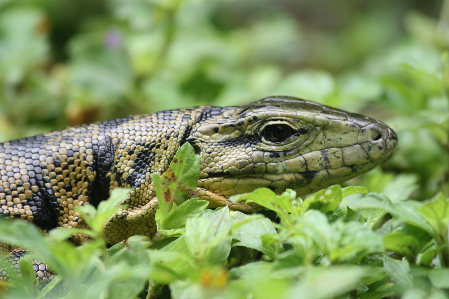 Three New Species Identified Amongst the Tegu Lizard Family