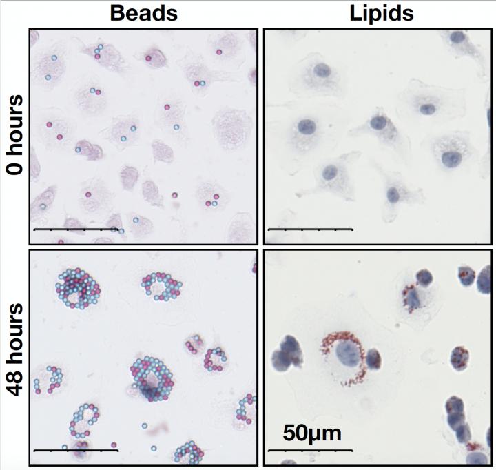 White Blood Cells Derived from Mice Bone Marrow