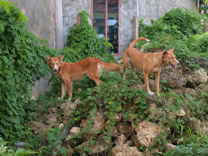 Dogs in West Papua