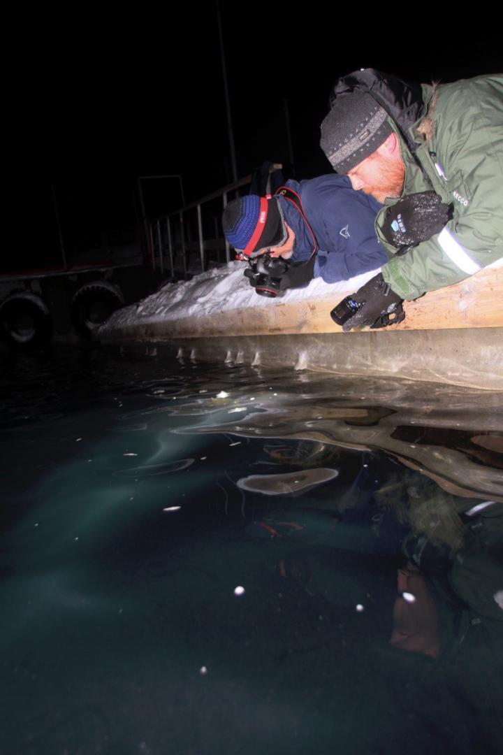 Shedding Light on How Artificial Light Impacts Arctic Zooplankton (5 of 7)