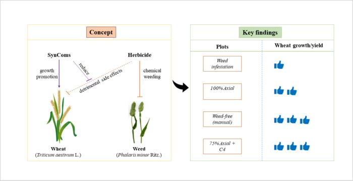 Graphical abstract