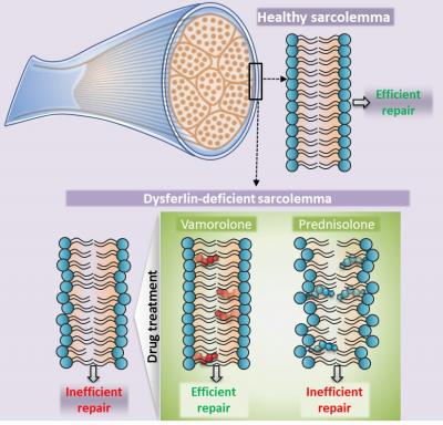 Figure: Lack of Dysferlin