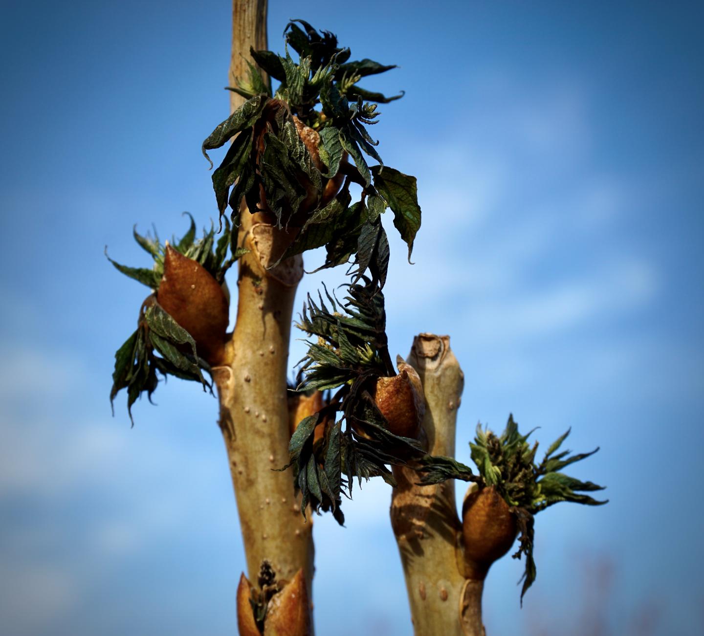 Late-Spring-Frost Damage