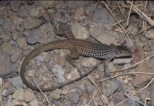 Dixon's whiptail