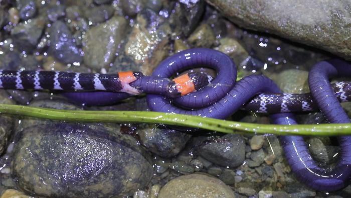 Two coral snakes competing over amphibian prey.