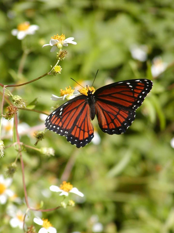Viceroy Butterfly
