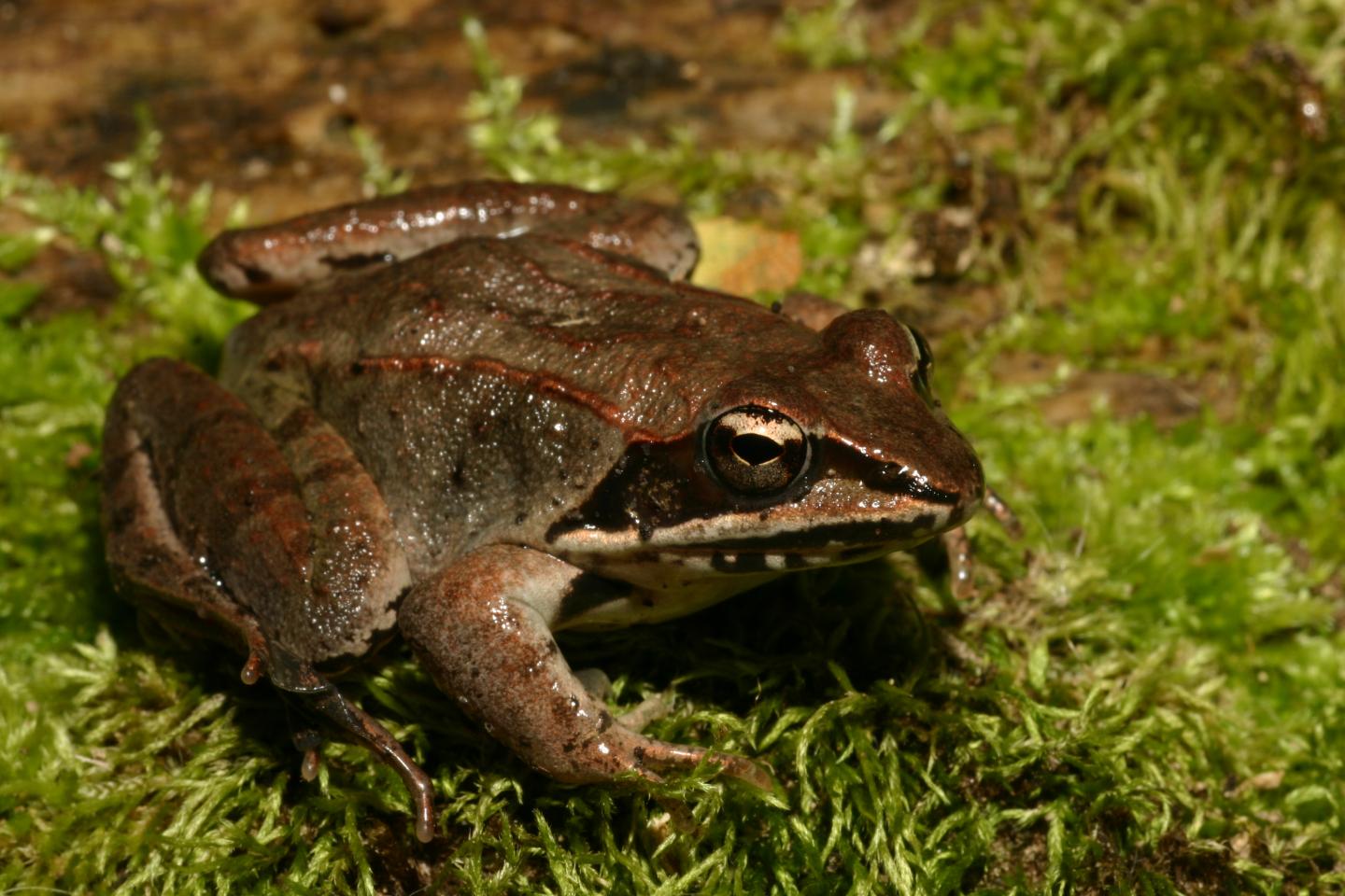 Survival Rate of Wood Frogs Exposed to Salt as Larvae Drops after Metamorphosis