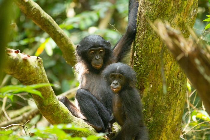 Bonobo siblings