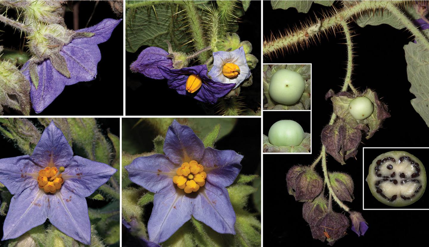 <i>S. kollastrum</i>