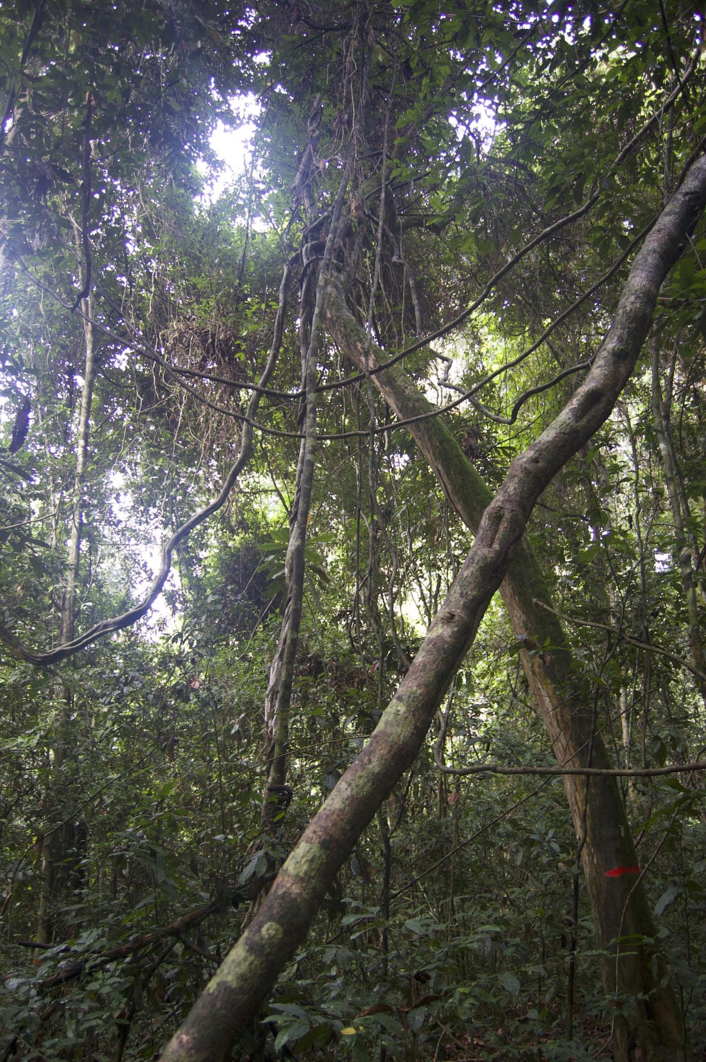 Trees and lianas in a monitored Liberian forest.