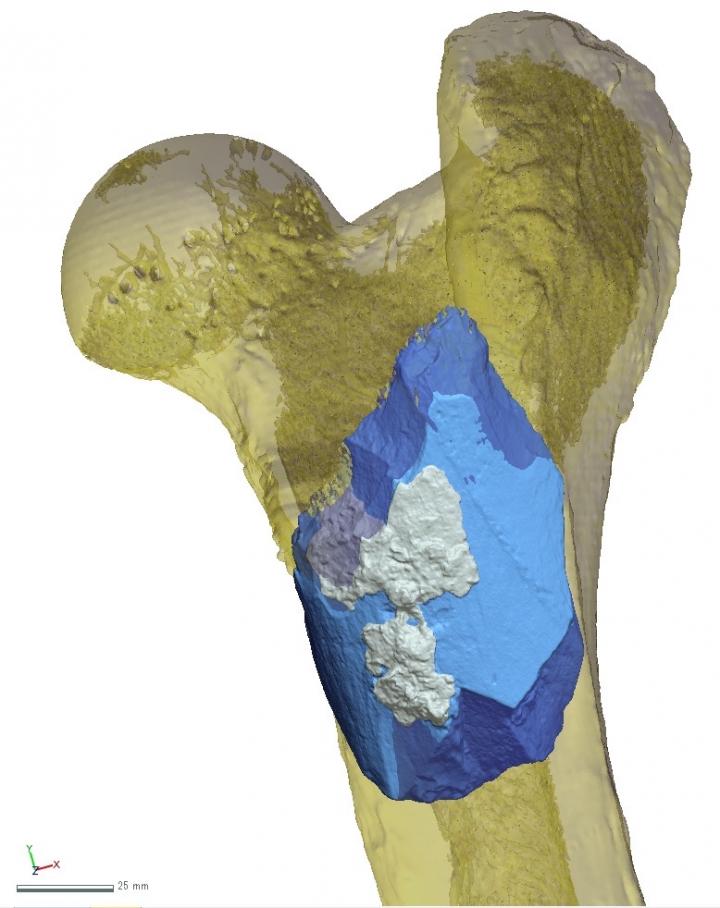 The Bone Handaxe (Micro-Ct Based Render) Shown Placed in a Hippopotamus Femur.