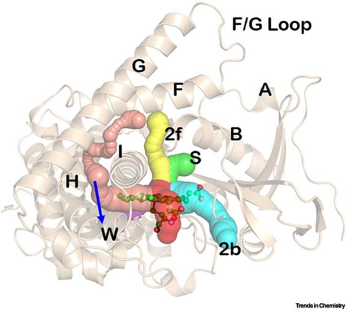 Channels in the bacterial enzymes CYP450BM3