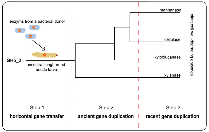 Three steps to the (evolutionary) success of longhorned beetles