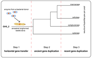 Three steps to the (evolutionary) success of longhorned beetles