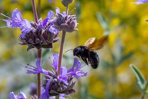 Native bee