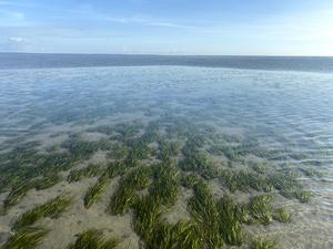 Seagrass dampens the waves