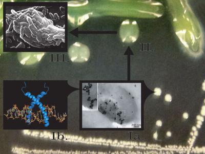 Proposed Model of LL-37 Induced Mutagenesis and Mucoid Conversion