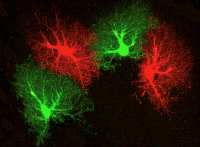 Astrocytes