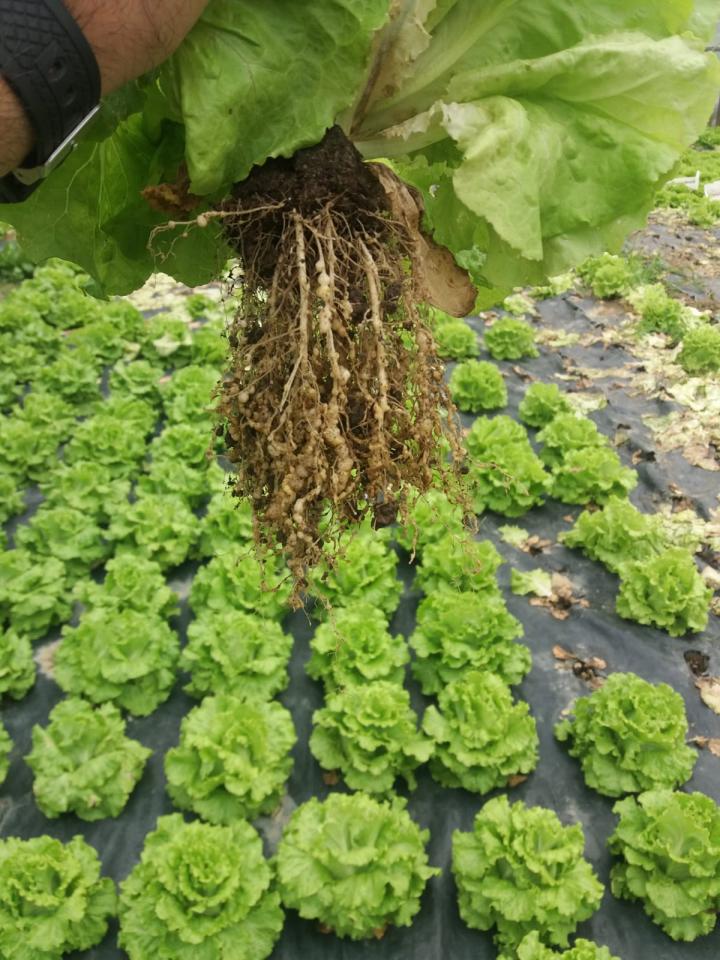 Root galling caused by root-knot nematode infestation