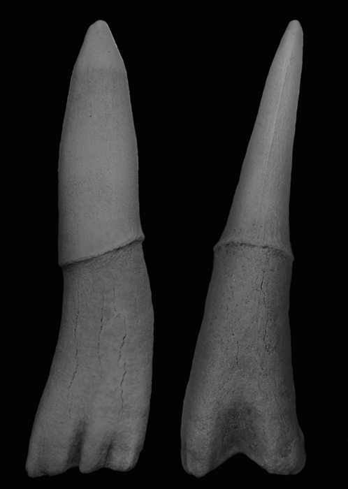 Sawshark rostral denticle