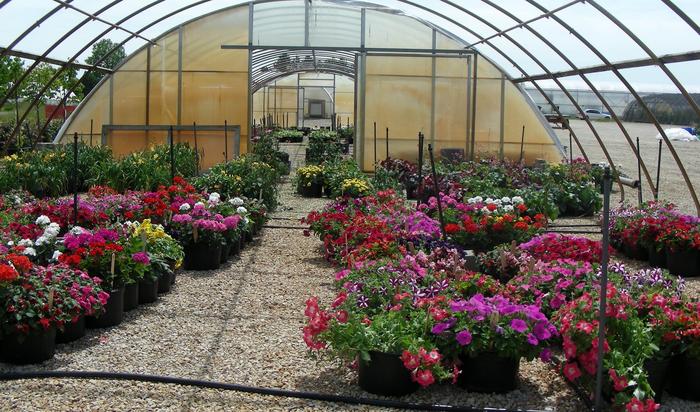 Annual Flowers at MSU Horticulture Farm
