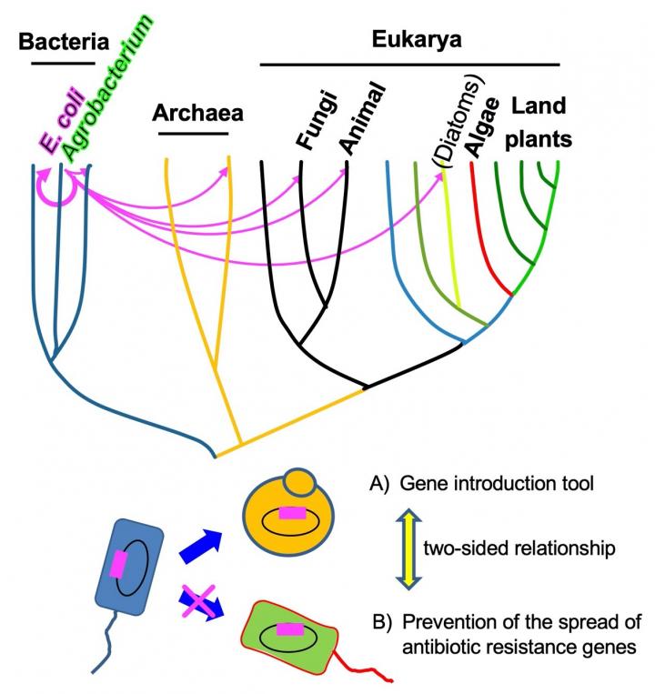 Broad Transfer Range of IncP1-Type Plasmid and Its Applications