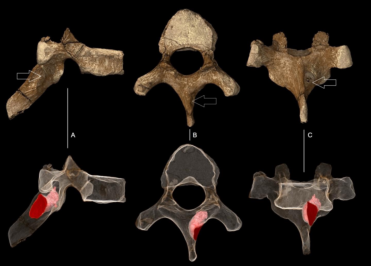 Sediba Vertebra
