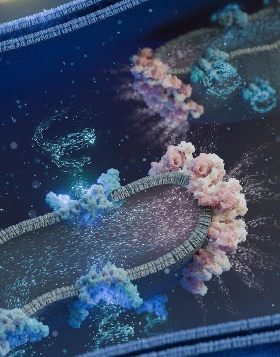 Mitochondrial membrane supercomplexes